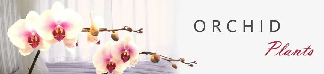 Orchid Plant